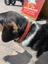 Load image into Gallery viewer, The Groove Beaded Dog Collar