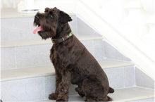 Load image into Gallery viewer, TKC Exclusive Holiday Argyle Beaded Dog Collar