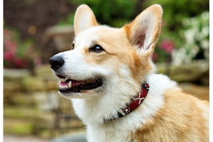 "Maasai Shield" Beaded Dog Collar