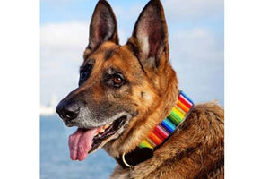 "Rainbow" Beaded Dog Collar