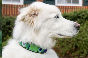 "Peacock" Beaded Dog Collar