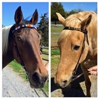 Horse Browbands