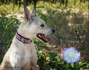 Posey Argyle Beaded Dog Collar
