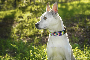 Posey Argyle Beaded Dog Collar